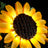 Licht-Kit für Sonnenblumenstrauß 11502 - Lightailing