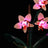 Beleuchtungsset für Mini-Orchideen 10343 - Briksmax 2.0