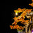 Lightailing Light Kit For LEGO Mini Bonsai Trees #10373 - 8