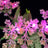 Light Kit For Great Deku Tree 2-in-1 (77092)-Lightailing