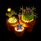 Light Kit For Tiny Plants 10329-Lightailing【Almost Sold Out】