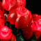 Lightailing Light Kit For Bouquet of Roses 10328