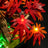 Briksmax 2.0 Light Kit For Japanese Red Maple Bonsai Tree #10348-9