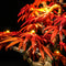 Briksmax 2.0 Light Kit For Japanese Red Maple Bonsai Treer