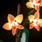 Lightailing Light Kit For Mini Orchid 10343-12