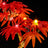 Lightailing Light Kit For Japanese Red Maple Bonsai Tree #10348-8